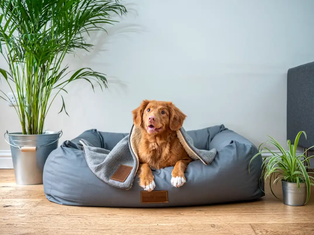 What Happens to Your Pets in a Texas Divorce?